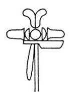 9. felső-egyiptomi monosz jelvénye (Lexikon der Ägyptologie II. 423)